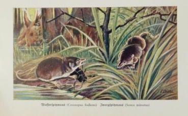 1926 - Wasserspitzmaus (Crossopus fodiens), Zwergspitzmaus (Sorex minutus) - alter Druck